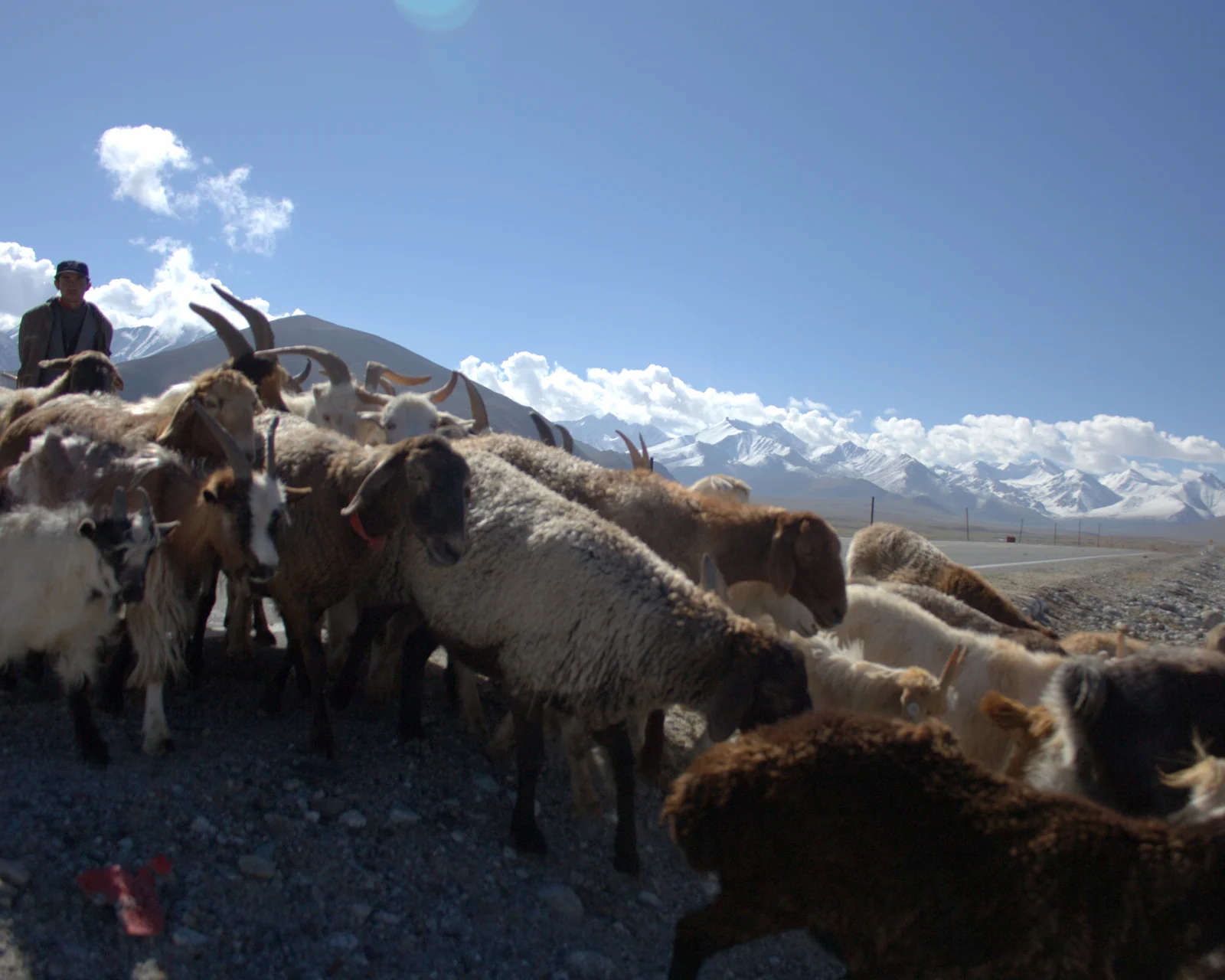 Livestock beside the Karakoram Highway. A traveller may see openness and freedom; a household also sees seasons, fodder, school, medical care and whether the road will remain open.