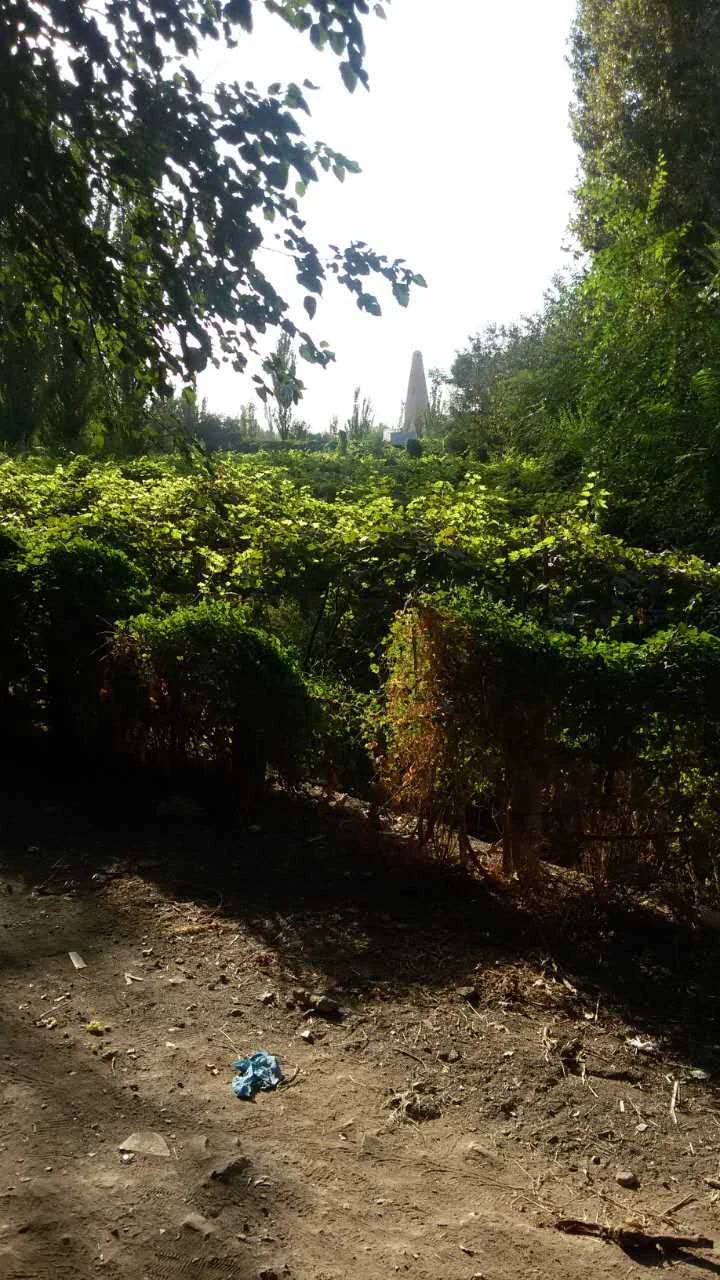 Turpan's Grape Valley. Cultural exchange leaves more than ruins and religious art; it also enters fields, food and taste.