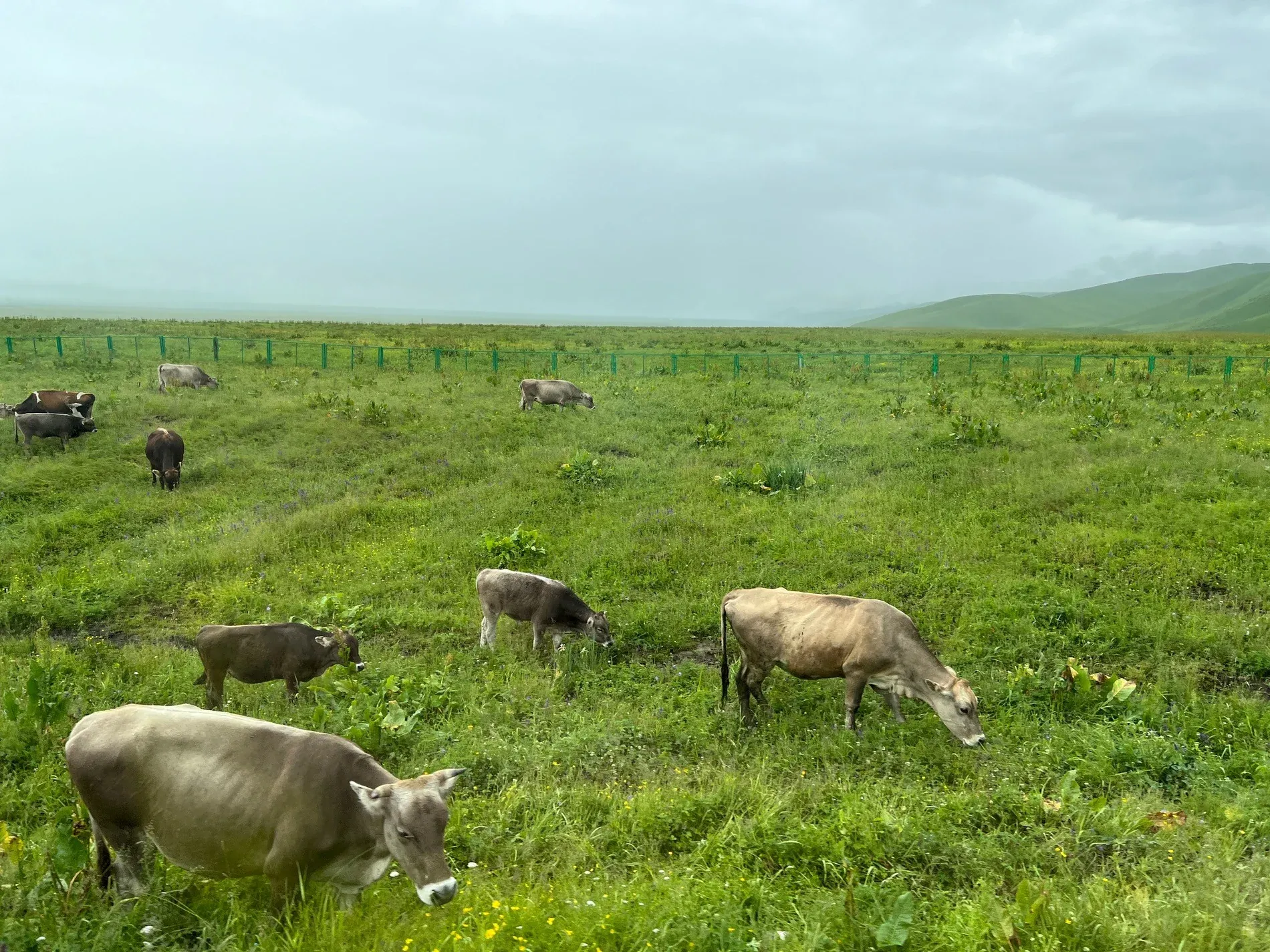 Ili Valley & Grasslands