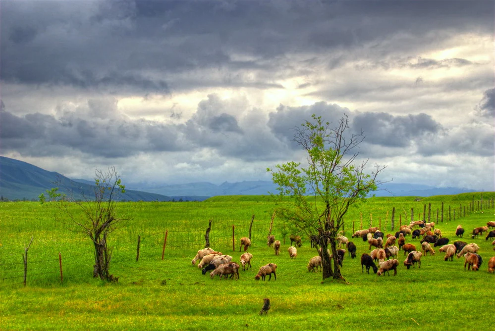 Sheep on Tangbula grassland. This country does not need to be marketed as a ‘hidden paradise’; its value lies in how clearly it reveals pasture, roads and work beyond the large scenic areas.