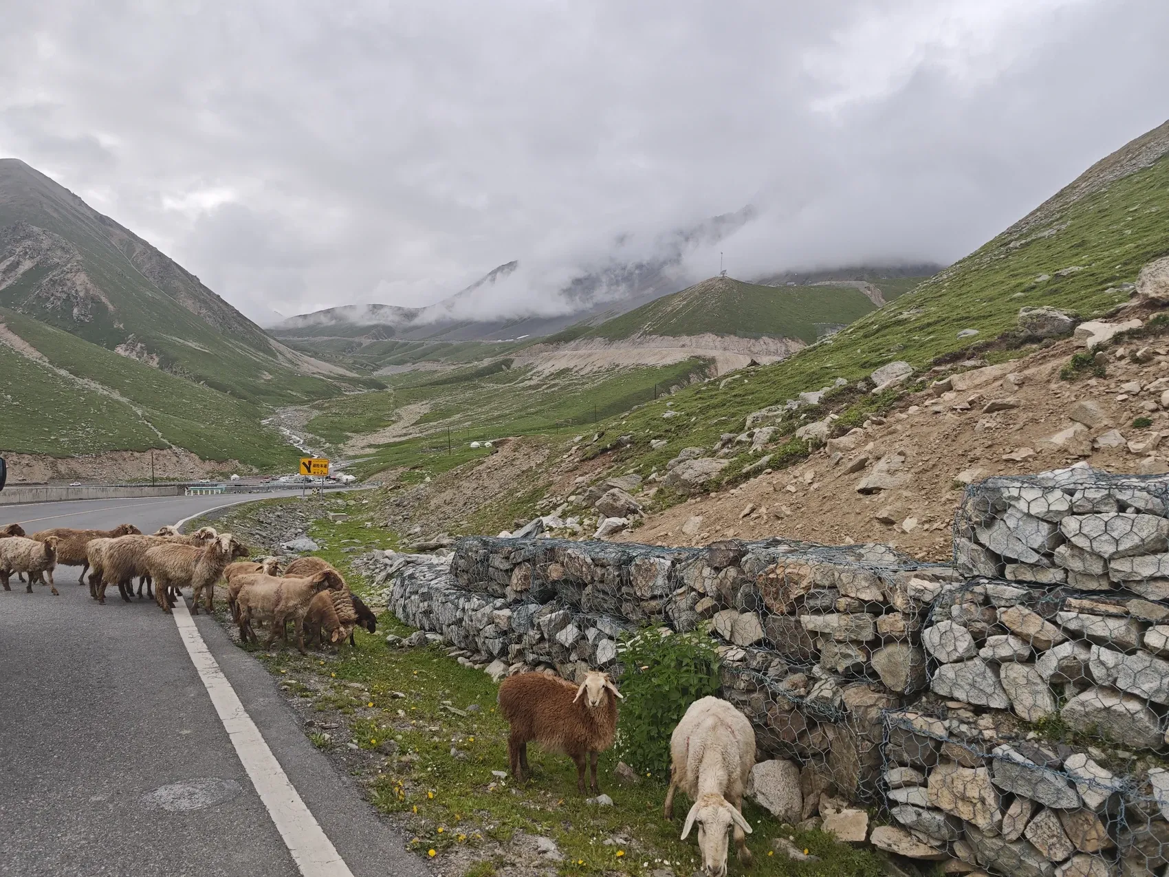 The road does not belong only to vehicles. A flock crossing the Duku Highway briefly brings mountain life and long-distance travel into the same frame. July 2026.