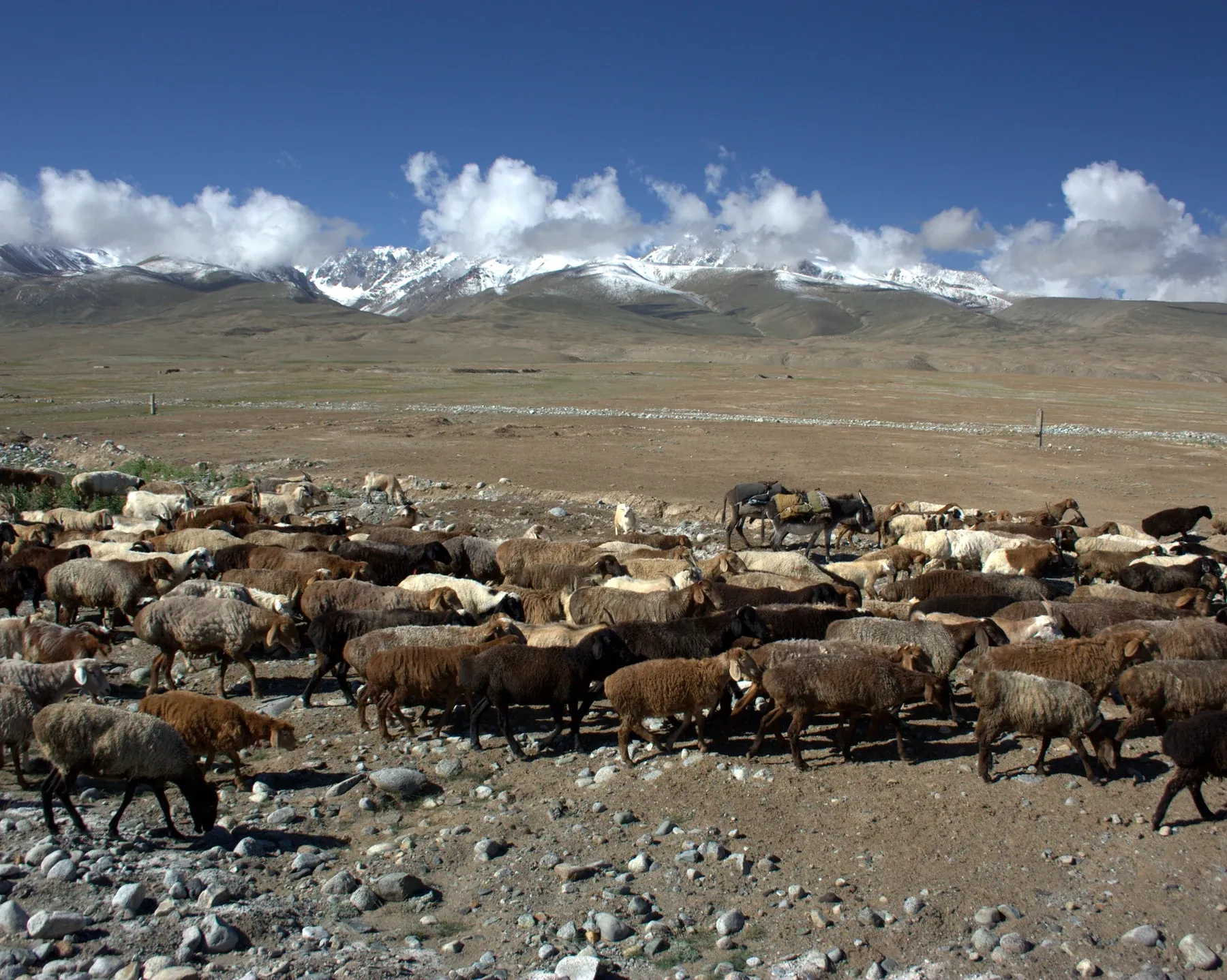 Livestock beside the Karakoram Highway near Tashkurgan