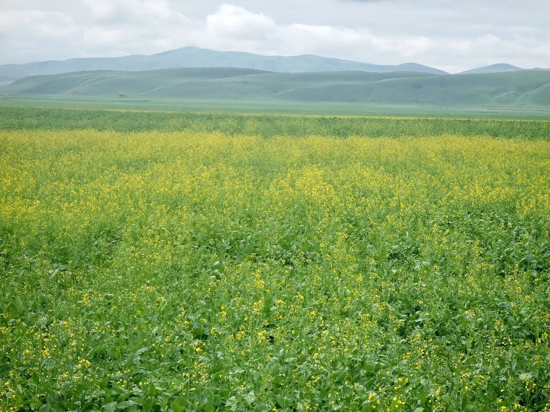 Photography of Zhaosu summer fields and green rolling hills