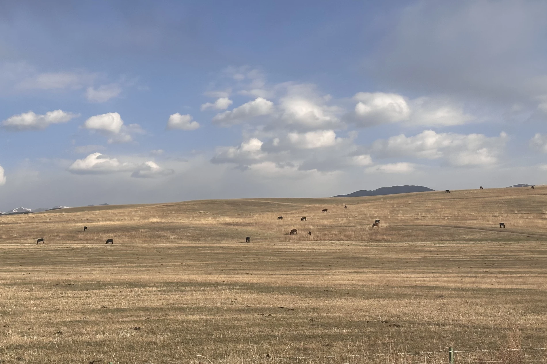 Photography of autumn horse pastoral system on Zhaosu grassland