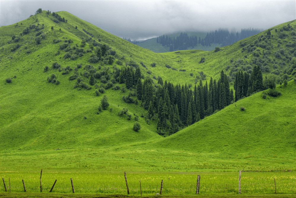 Tangbula grassland and forested valley