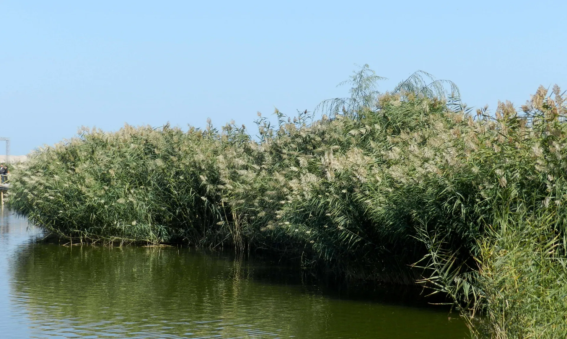 Bosten Lake and reed wetlands in Xinjiang