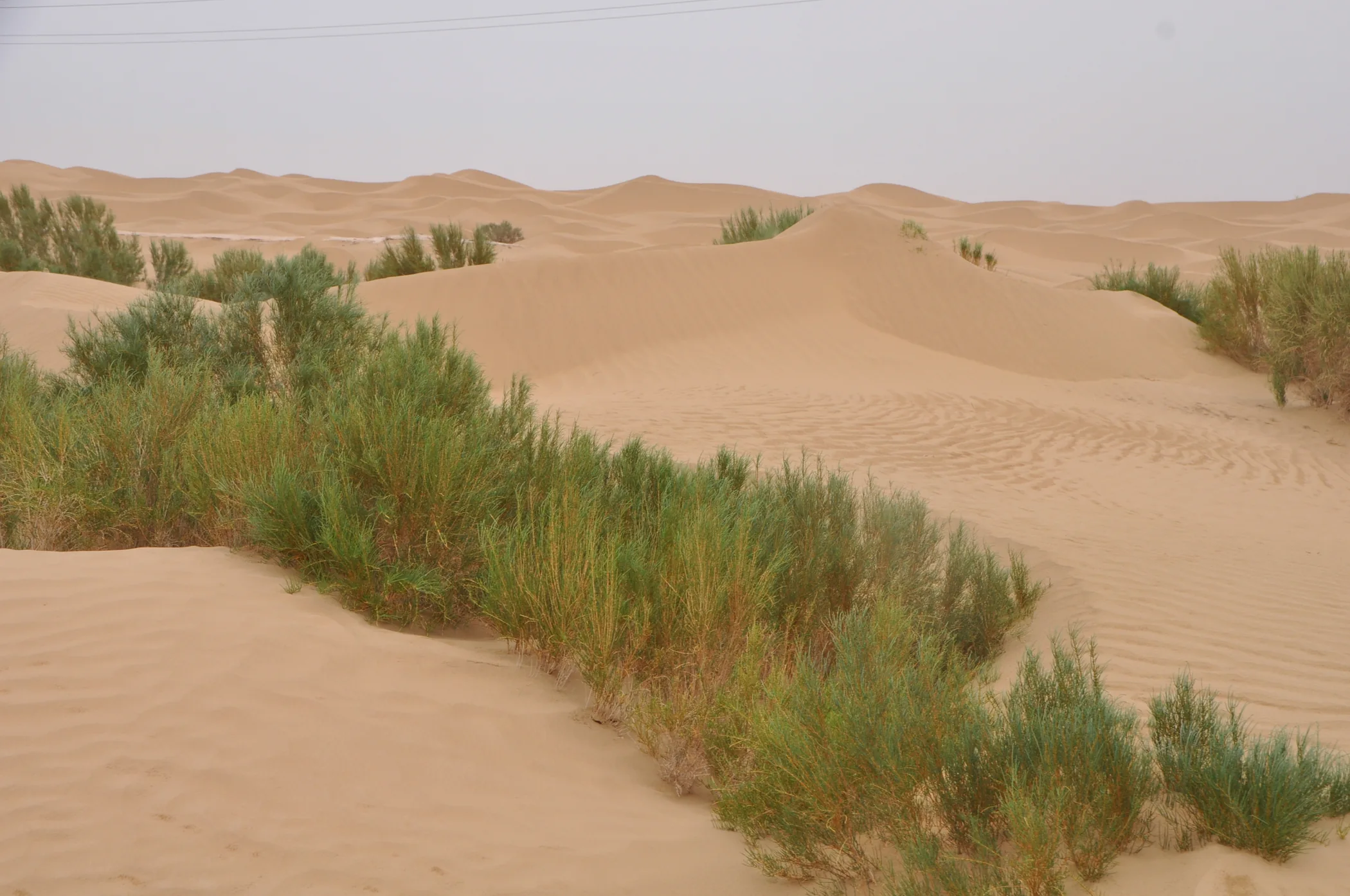 Dunes and drought-tolerant vegetation along the Tarim Desert Highway in Xinjiang
