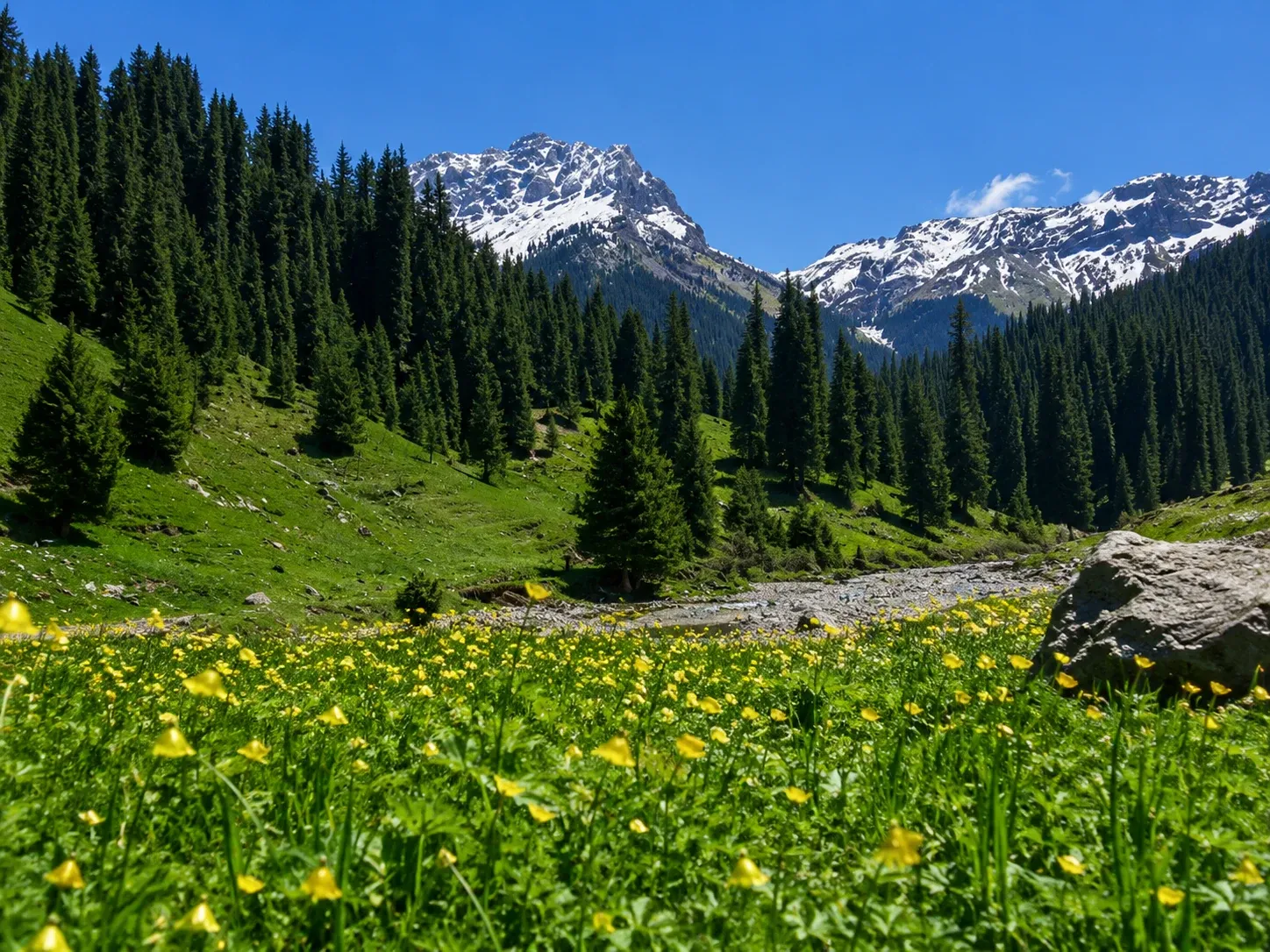 Baishifeng–Qiongbola mountain forest