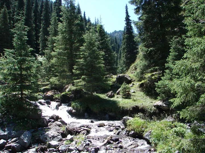 Xibaiyanggou stream and spruce forest