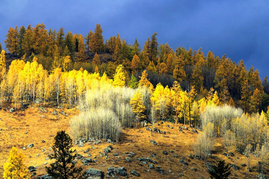 Jiadengyu mountain forest in autumn