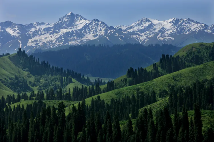 Qiaxi–Talimu forest and snowy peaks