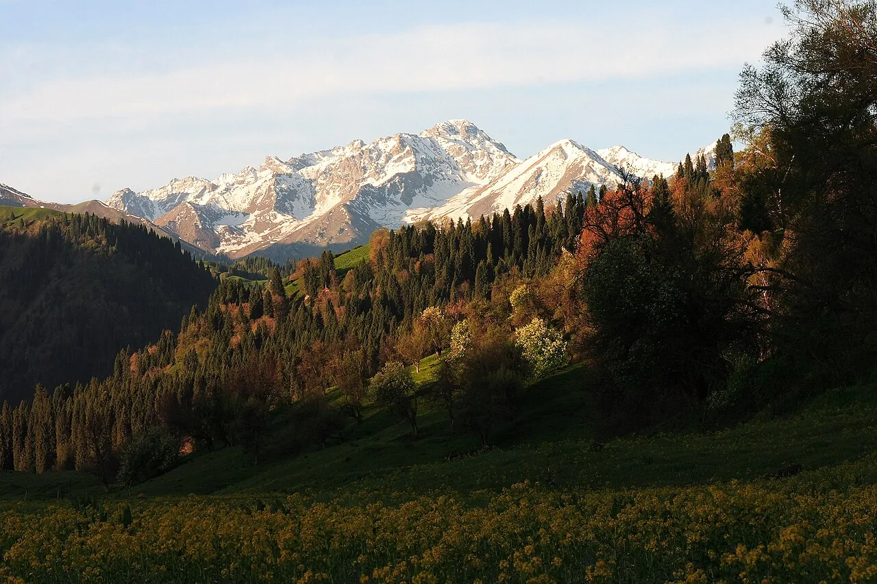 Kuerdening spruce and the Western Tianshan