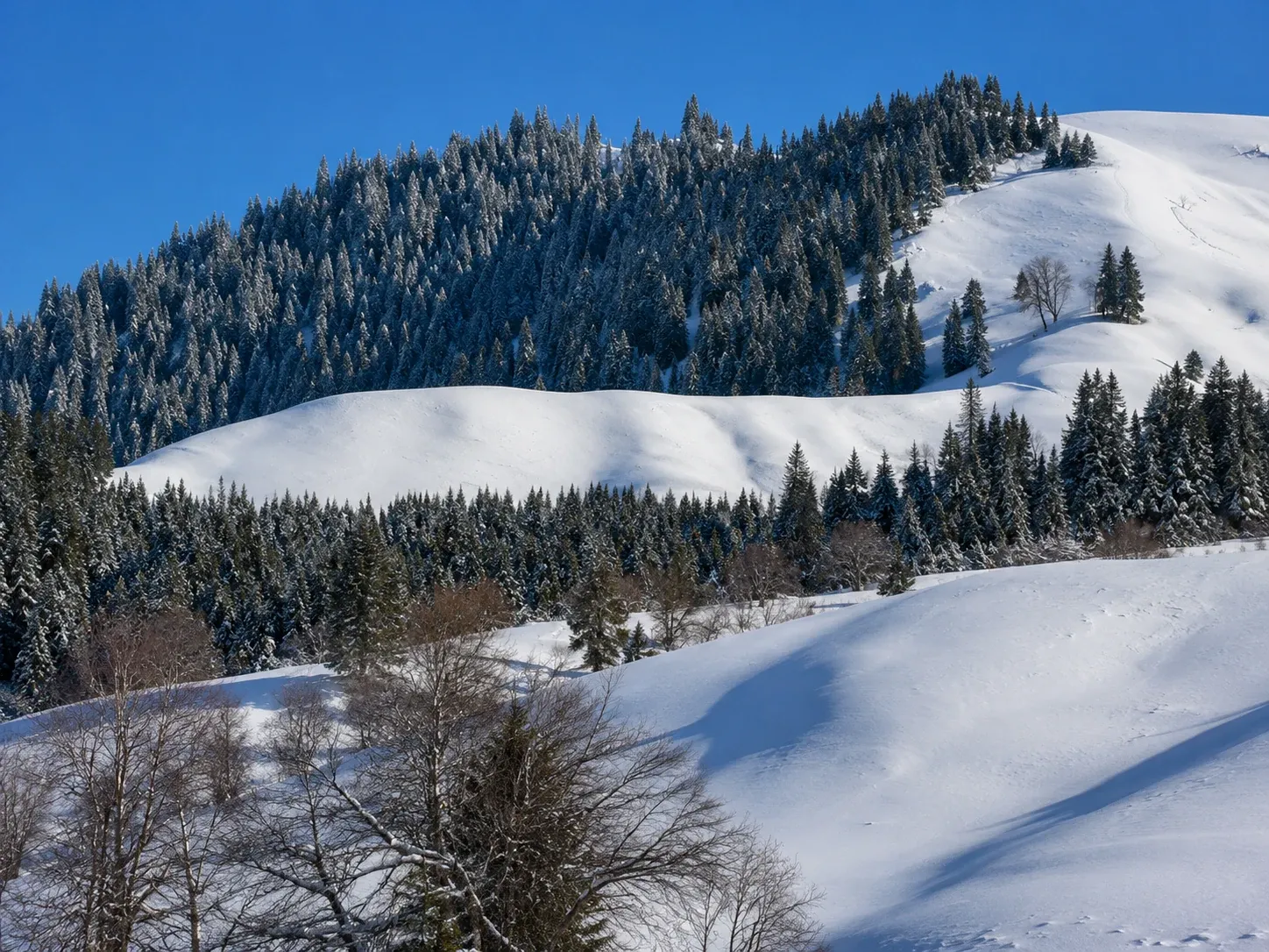 Nalati mountain forest