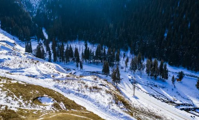 Schrenk spruce forest in Urumqi Tianshan Grand Canyon